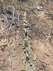 Chenopodium leptophyllum