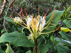 Hedychium ellipticum