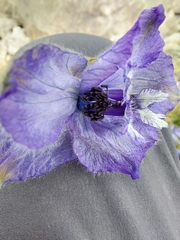 Delphinium brunonianum