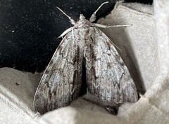Catocala insolabilis