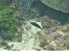 Stethojulis bandanensis