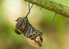 Polistes billardieri