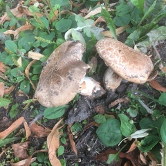 Agaricus