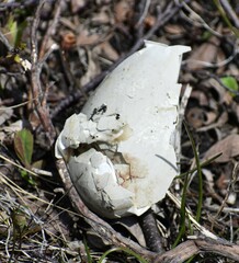 Somateria mollissima