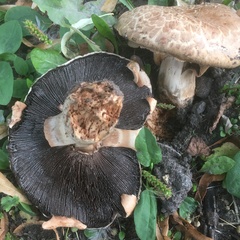 Agaricus