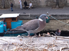 Columba palumbus