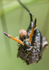 Polistes billardieri