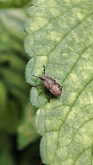 Dolycoris