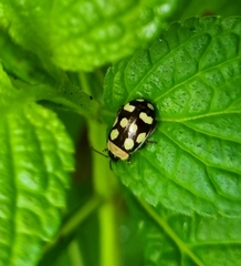 Alagoasa bipunctata