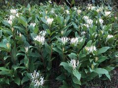 Hedychium ellipticum