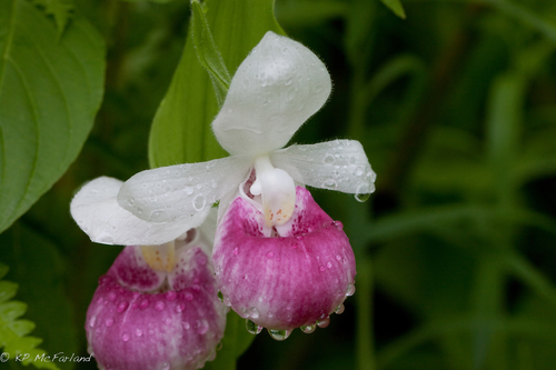 Showy lady slipper (Cypripedium reginae)