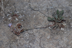 Limonium girardianum