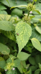 Dolycoris
