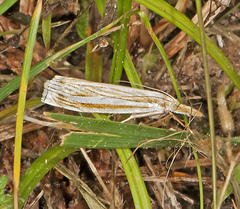 Crambus laqueatellus