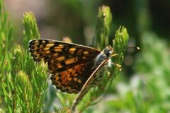 Melitaea trivia