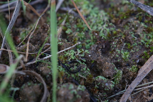Image of Riccia subbifurca by (c) Hugo Innes, some rights reserved (CC BY)