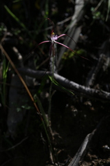 Caladenia footeana