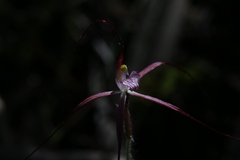 Caladenia footeana