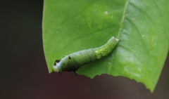 Graphium agamemnon