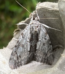 Catocala insolabilis