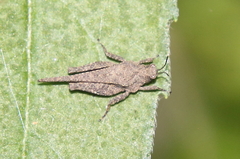 Tetrix arenosa