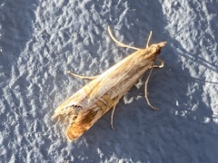 Euchromius californicalis