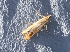 Euchromius californicalis