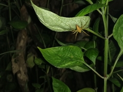 Oxyopes