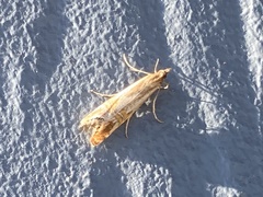 Euchromius californicalis