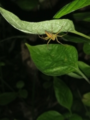 Oxyopes