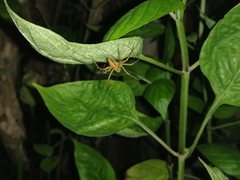 Oxyopes