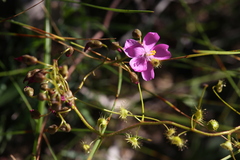 Drosera eremaea