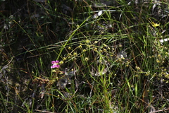 Drosera eremaea
