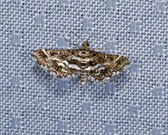 Diasemiodes janassialis