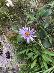 Aster alpinus