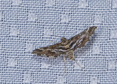 Diasemiodes janassialis