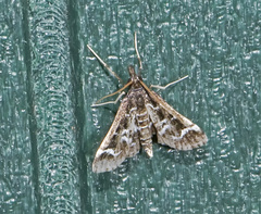 Diasemiodes janassialis