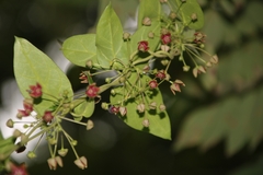 Vincetoxicum indicum
