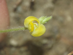 Vigna indica