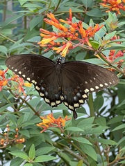 Papilio troilus
