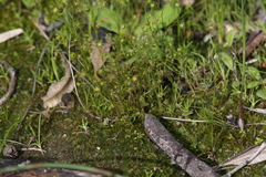 Drosera heterophylla