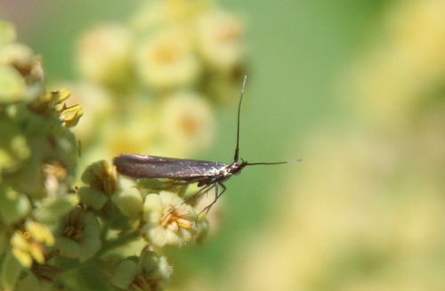 Large Clover Casebearer Moth photo 4