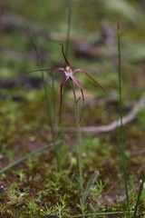 Caladenia footeana