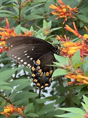 Papilio troilus