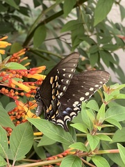 Papilio troilus