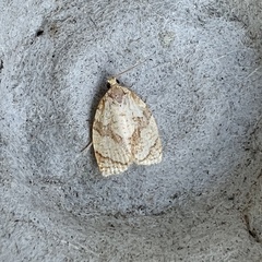 Adoxophyes negundana