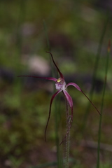 Caladenia footeana