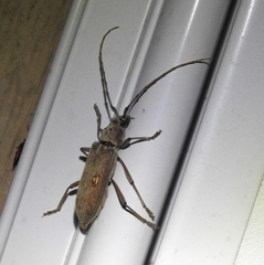 Eburia