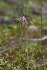 Caladenia footeana