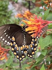 Papilio troilus